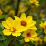 arboledas-de-san-roque-n-l